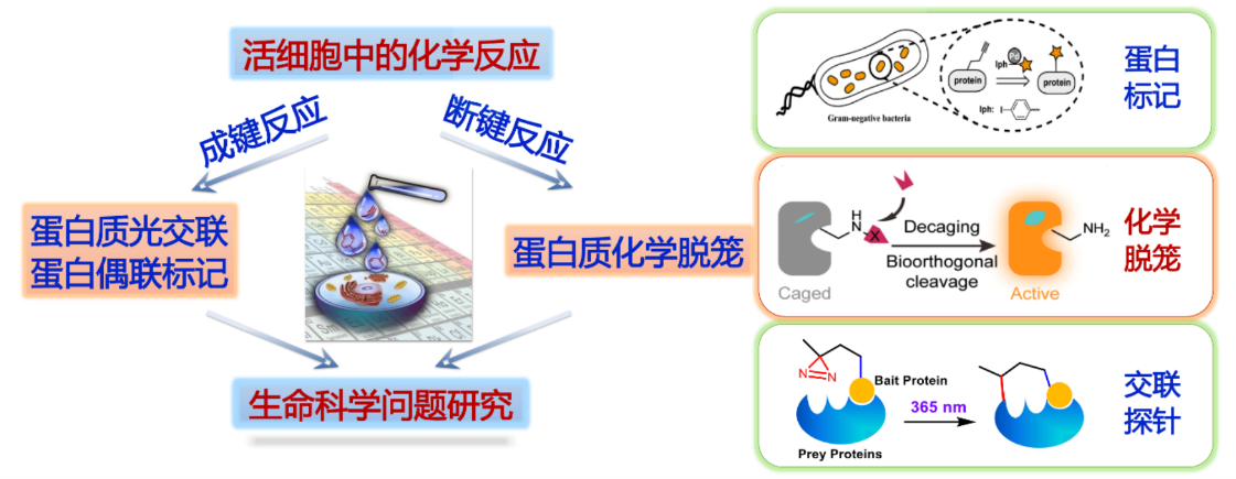 陈鹏.png